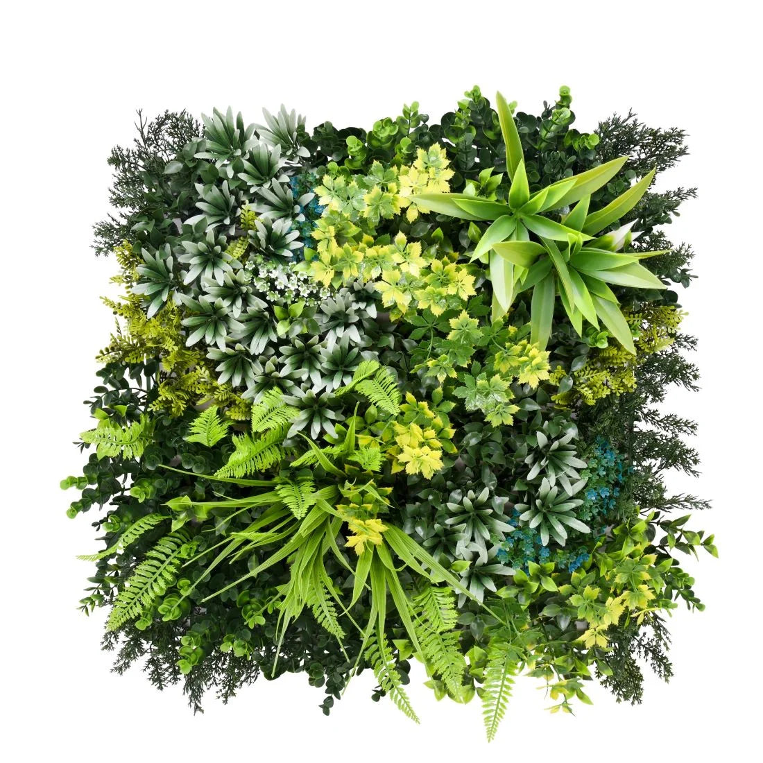 Mediterraneo